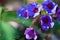 Aromatic flowers of unspotted lungwort, Pulmonaria obscura, grow in early spring forest, bright direct sunshine