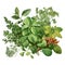 Aromatic fresh herbs. Basil, oregano, parsley, oregano. Watercolor illustration isolated on white background. Generative AI