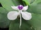 Aromatic ginger or kaempferia galanga, kencur white flower, asian tropical plant
