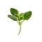 Aromatic green marjoram sprig isolated. Fresh herb