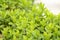 Aromatic green peppermint garden plant
