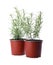 Aromatic green potted rosemary on white background