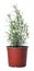 Aromatic green potted rosemary on white background