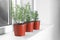 Aromatic green potted rosemary on windowsill indoors