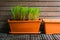 Aromatic herb growing in flowerpots