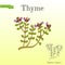 Aromatic herbs collection flowering thyme