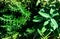 Aromatic herbs salvia and rosemary