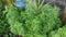 Aromatic leafy green mugwort plant.
