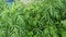 Aromatic leafy green mugwort plant.