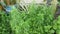 Aromatic leafy green mugwort plant.