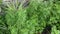 Aromatic leafy green mugwort plant.