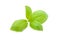 Aromatic leaves of basil