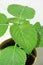 aromatic leaves of the perilla frutescens plant growing on the patio