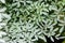 Aromatic and medicinal rue plant