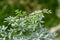 Aromatic and medicinal rue plant