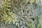 Aromatic and medicinal ruta plant
