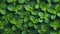 Aromatic Mint Herbs Horizontal Background.