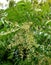Aromatic neem tree It is dense white flowers and dense green leaves