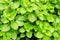 Aromatic oregano plant origanum