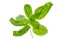 Aromatic plant:Basil leaves over white