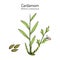 Aromatic plant green or true cardamom elettaria cardamomum