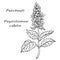 Aromatic plant Patchouli Pogostemon cablin