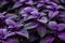Aromatic Purple basil herbs plant background. Generate Ai