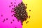 Aromatic Roasted coffee beans pile pink and yellow background. top view