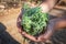 Aromatic sage plant on natural background in forest. Herbs concept. Hands hold a bunch of medicinal herbs