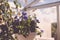 Aromatic urban roof garden with violet plants