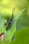 Aromia moschata longhorn beetle posing on green leaves, big musk beetle with long antennae and beautiful greenish metallic body