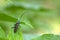 Aromia moschata longhorn beetle posing on green leaves, big musk beetle with long antennae and beautiful greenish metallic body
