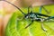 Aromia moschata, Musk beetle, by a beautifully colored beetle, close up on head