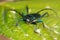 Aromia moschata, Musk beetle, by a beautifully colored beetle, extreme close up