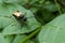 Aromia Muschata on a leaf