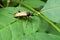 Aromia Muschata on a leaf