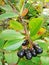 Aronia. Aronia-black chokeberry fruits on the branch. Chokeberries.