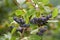 Aronia berries Chokeberries growing in the garden.