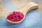 Aronia berry powder on wooden spoon