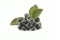 Aronia - Black Chokeberry.