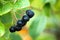 Aronia. Black chokeberry berries. Autumn fruits in the garden.