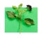 Aronia branch with leaves on green paper background. Chokeberry creative design