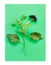 Aronia branch with leaves on green paper background. Chokeberry creative design