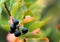 Aronia. Chokeberries black fruits. Autumn background.