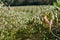 Aronia chokeberries field