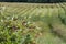 Aronia (chokeberries) fields