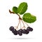 Aronia chokeberries on white. Branch of berries with leaves