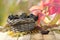 Aronia (chokeberry) in a wicker basket on a wooden table on a background of red and green leaves