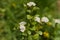 Aronia flower in springtime