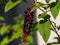 Aronia fruit